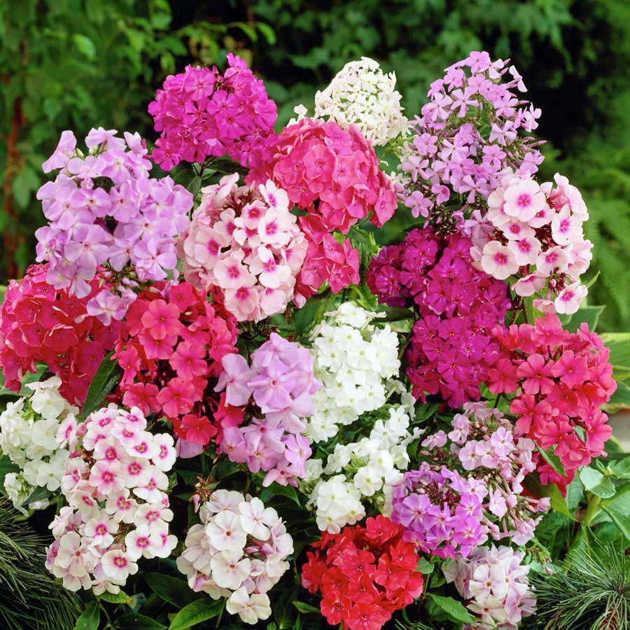 Benih-Bibit Bunga Phlox Annual Mix (Haira Seed)