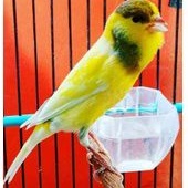 burung kenari afs gacoran