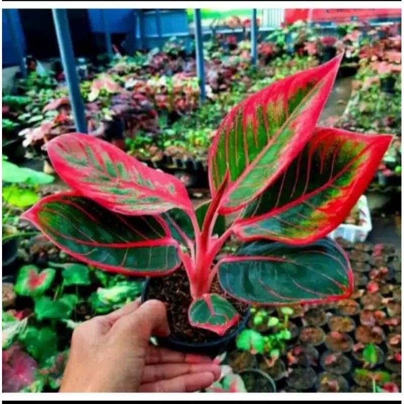 Khanza bonggol aglonema khanza