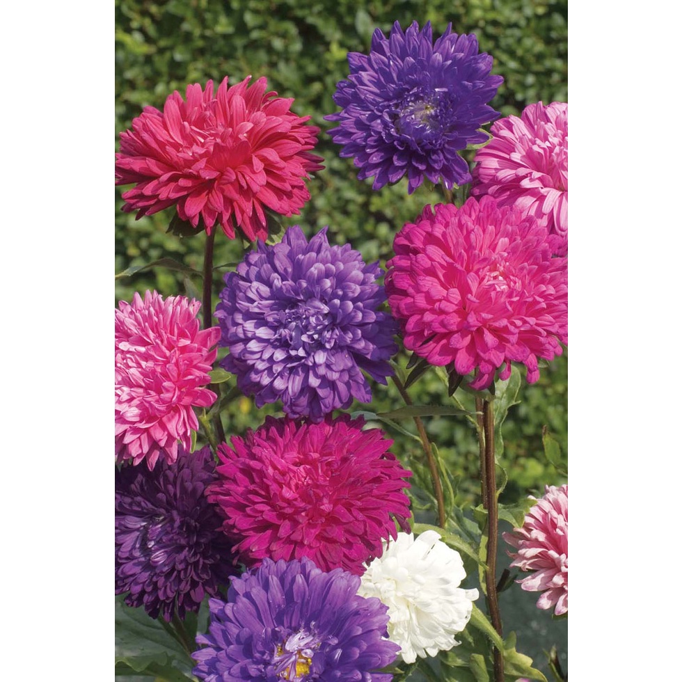 Aster Queen of The Market 50 Biji ( Biji Benih Bibit Tanaman Bunga )