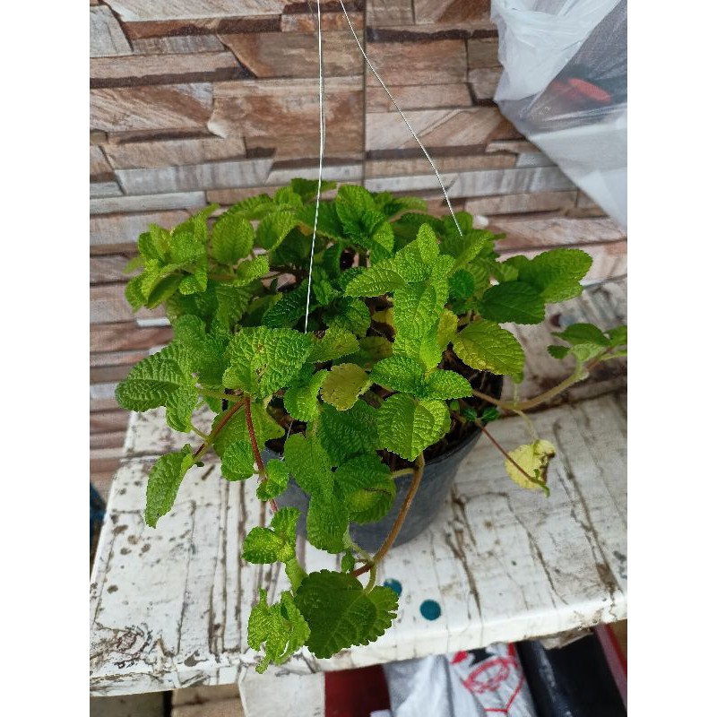 tanaman hias gantung Creeping Charlie hijau - Pilea nummulariifolia