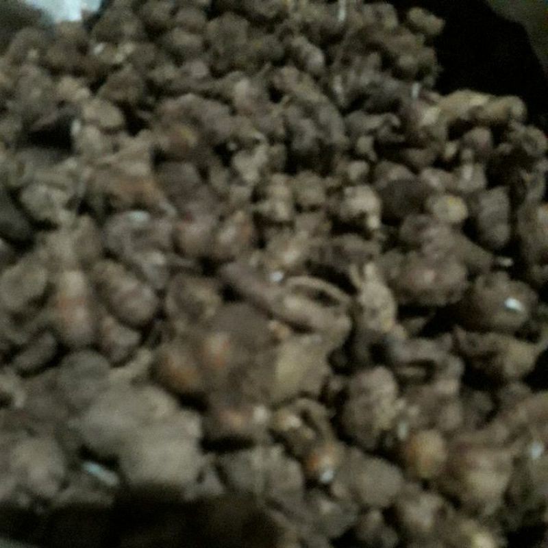

kencur jawa segar 250 grm