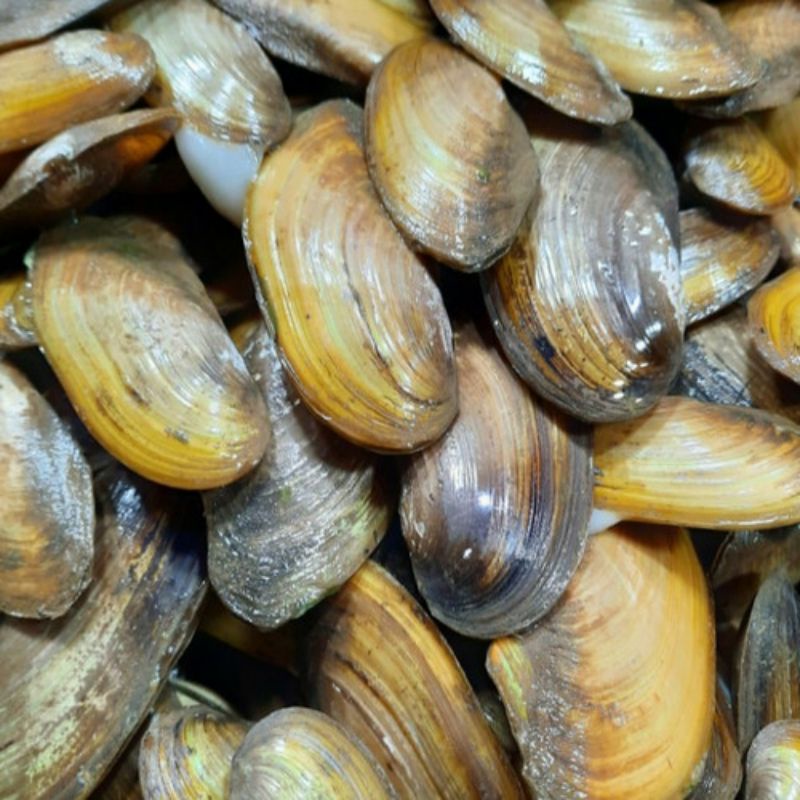 

kerang kijing 1kg fresh / kijing air tawar