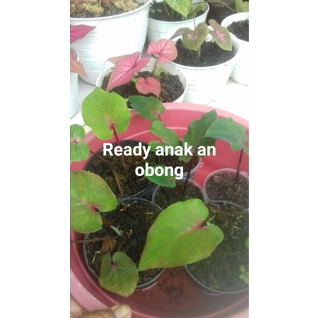 Keladi Hanoman Obong