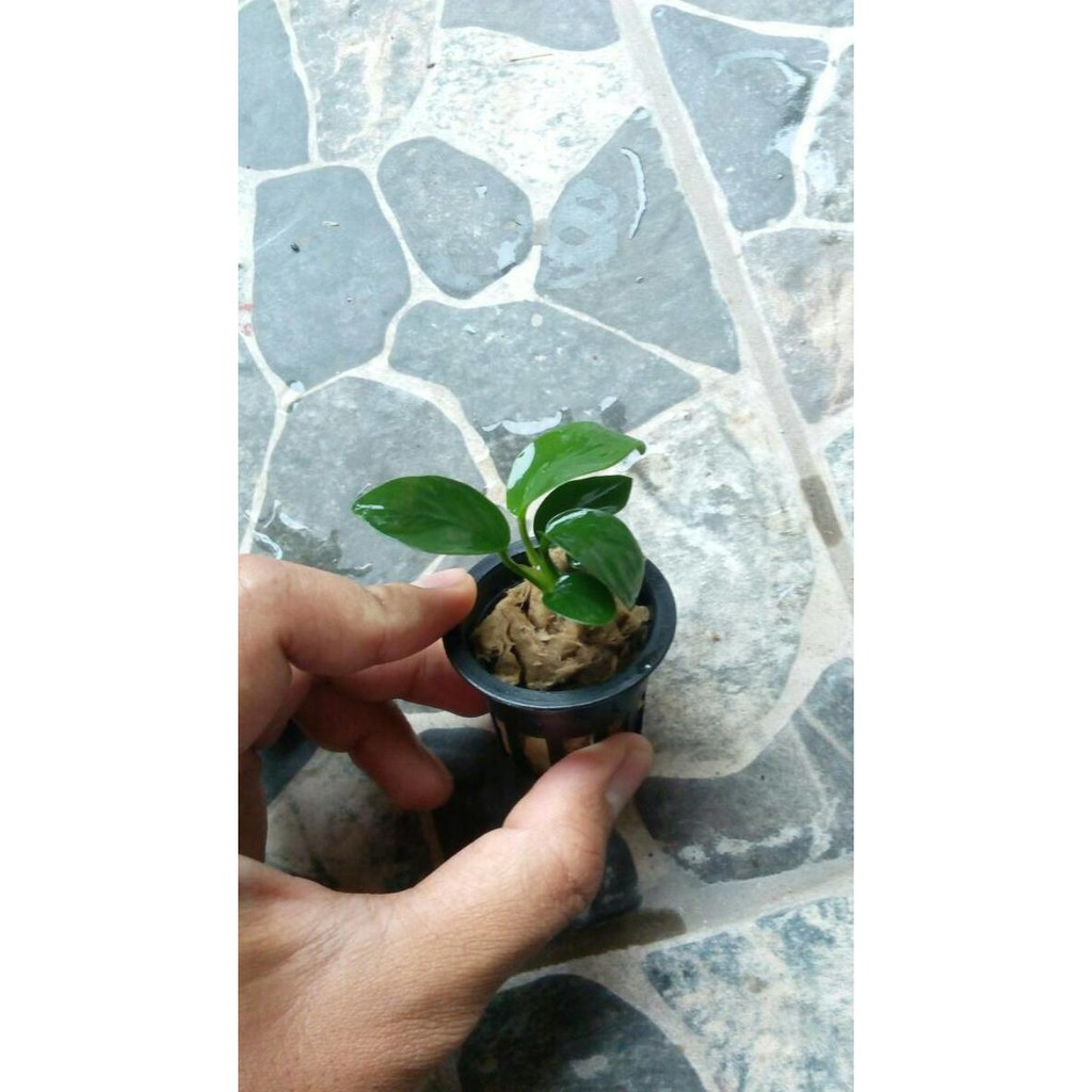 Anubias Nana Mini Aquascape