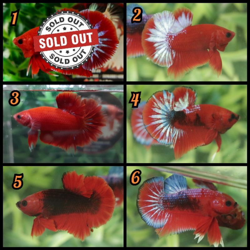 Ikan Cupang Plakat Hellboy