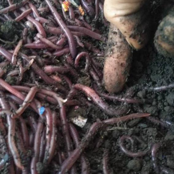 Cacing Tanah Anc 1 KG Bisa COD