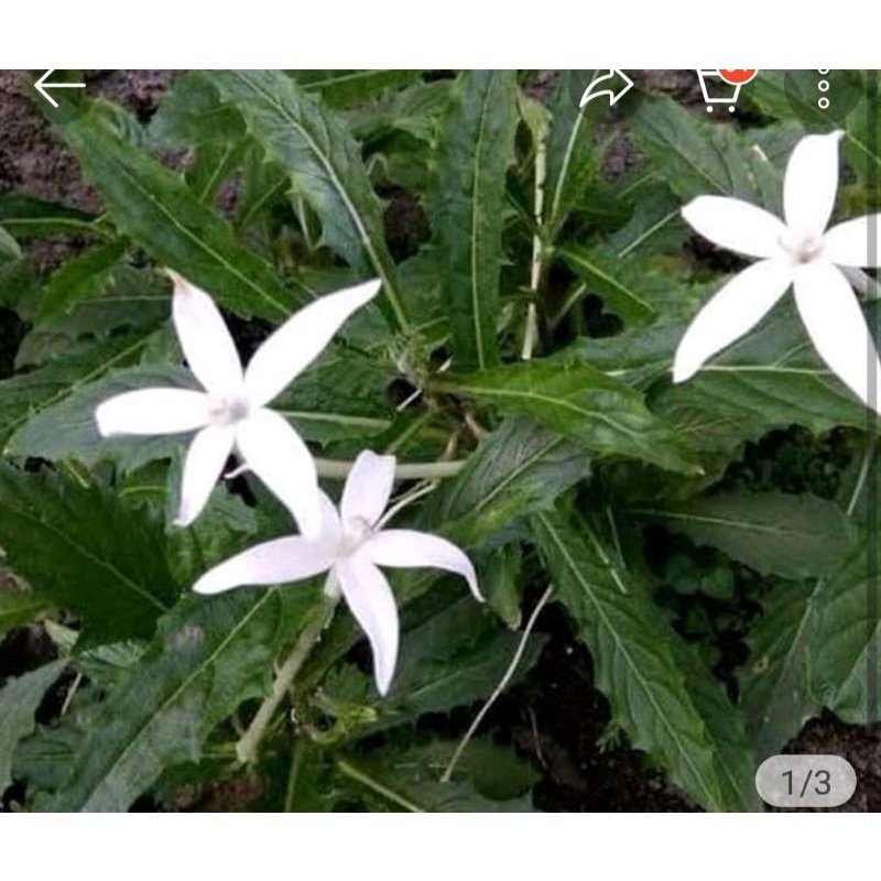 new promo bibit kitolod obat tetes mata katarak