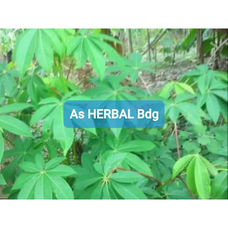 

Jual Daun Randu Segar Daun Kapuk 1 Kg-az