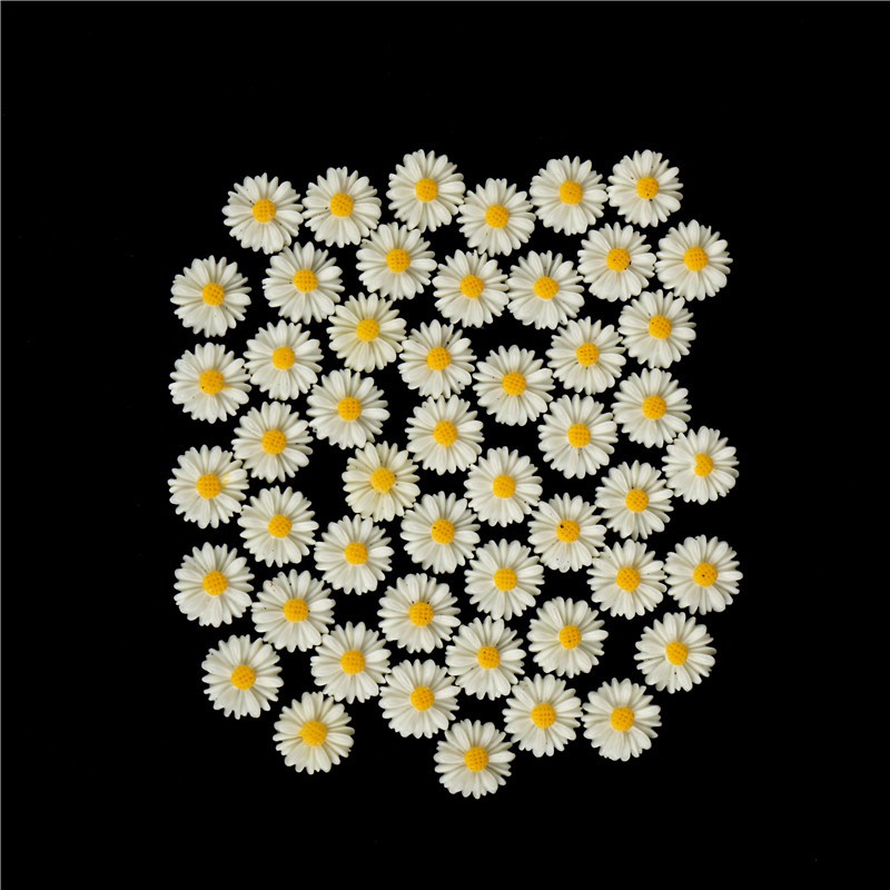 Unduh 1030+ Background Putih Daisy Gratis