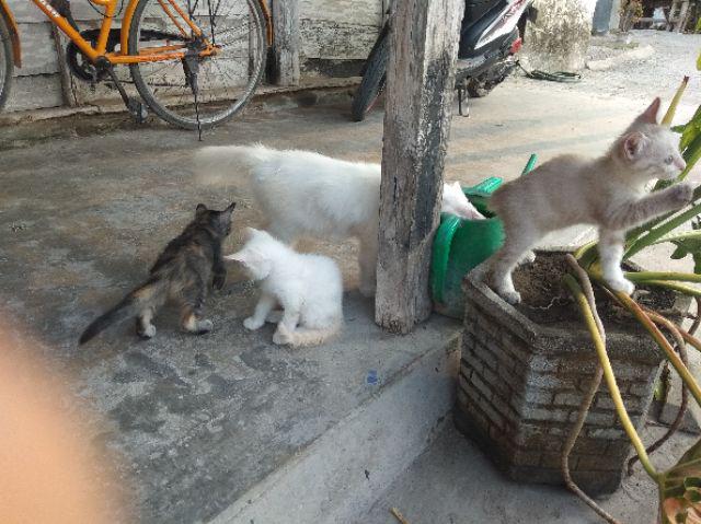 Bibit Buah Strawberry