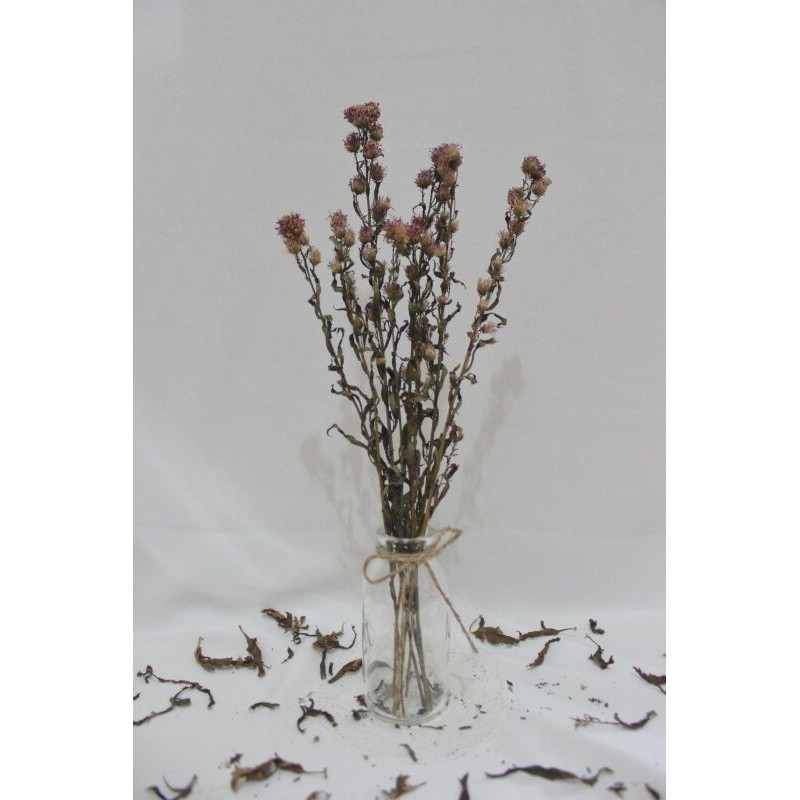Bunga pikok ungu kering | Dried pikok flower