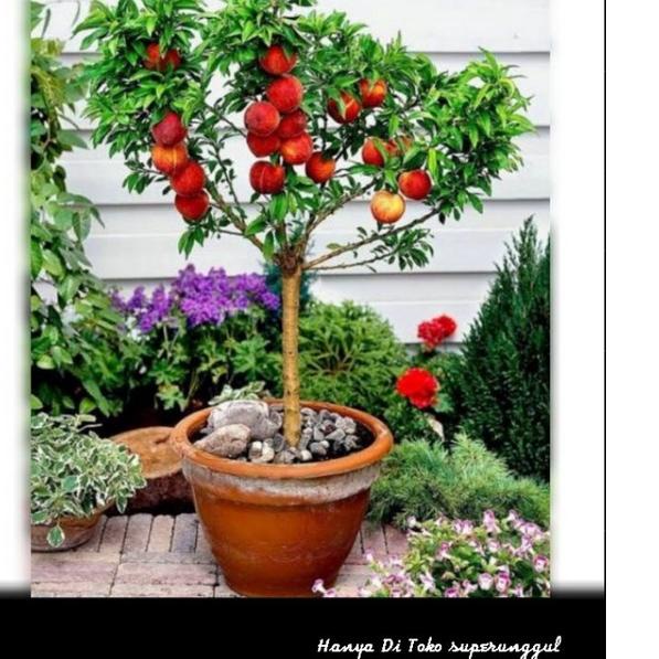 Bibit Buah Persik super ✓