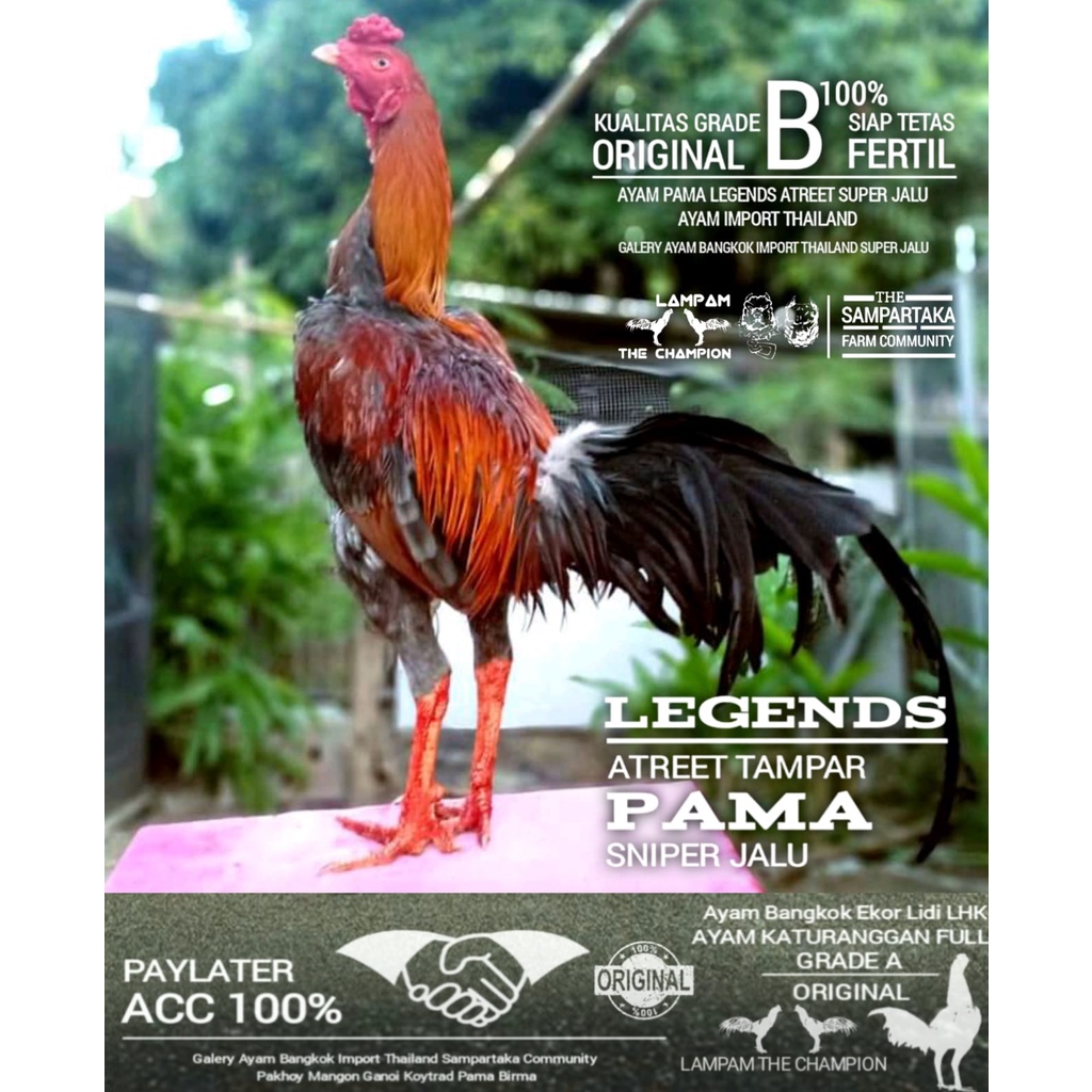 ayam bangkok pukul keras pama ori thailand telur fertil Grade B