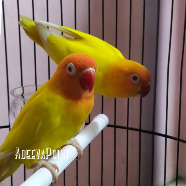 Adeevapoint | Burung Lovebird | Lakbet Lutino MM | Mata Merah Sepasang Remaja /  Dewasa