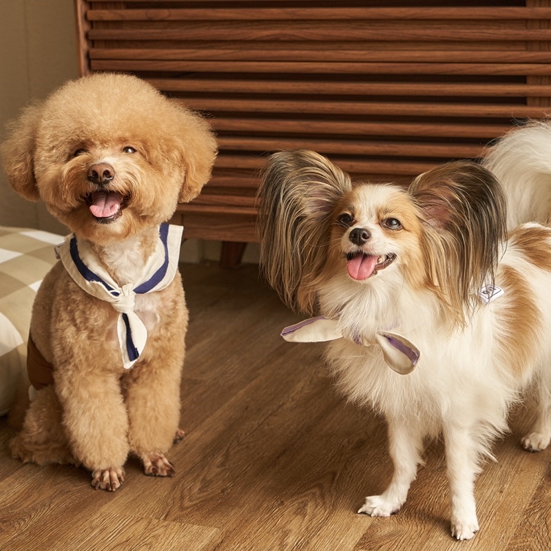 The Twilly Scarf 2.0 : Back to School Collection | Baju Aksesoris Scarf Bandana Anjing Kucing