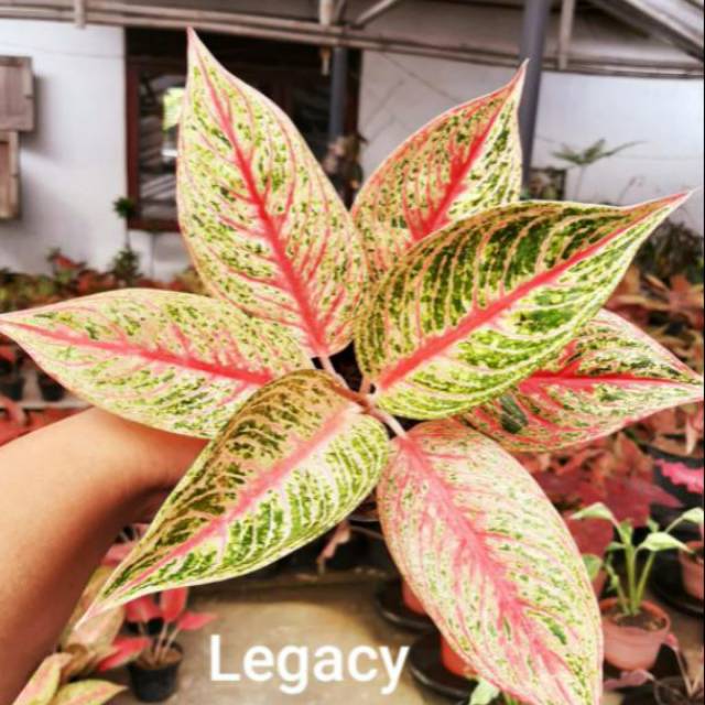 Aglaonema Legacy