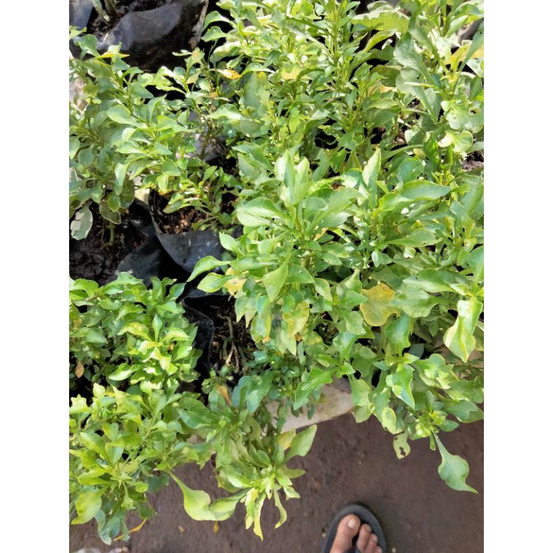 

krokot hijau