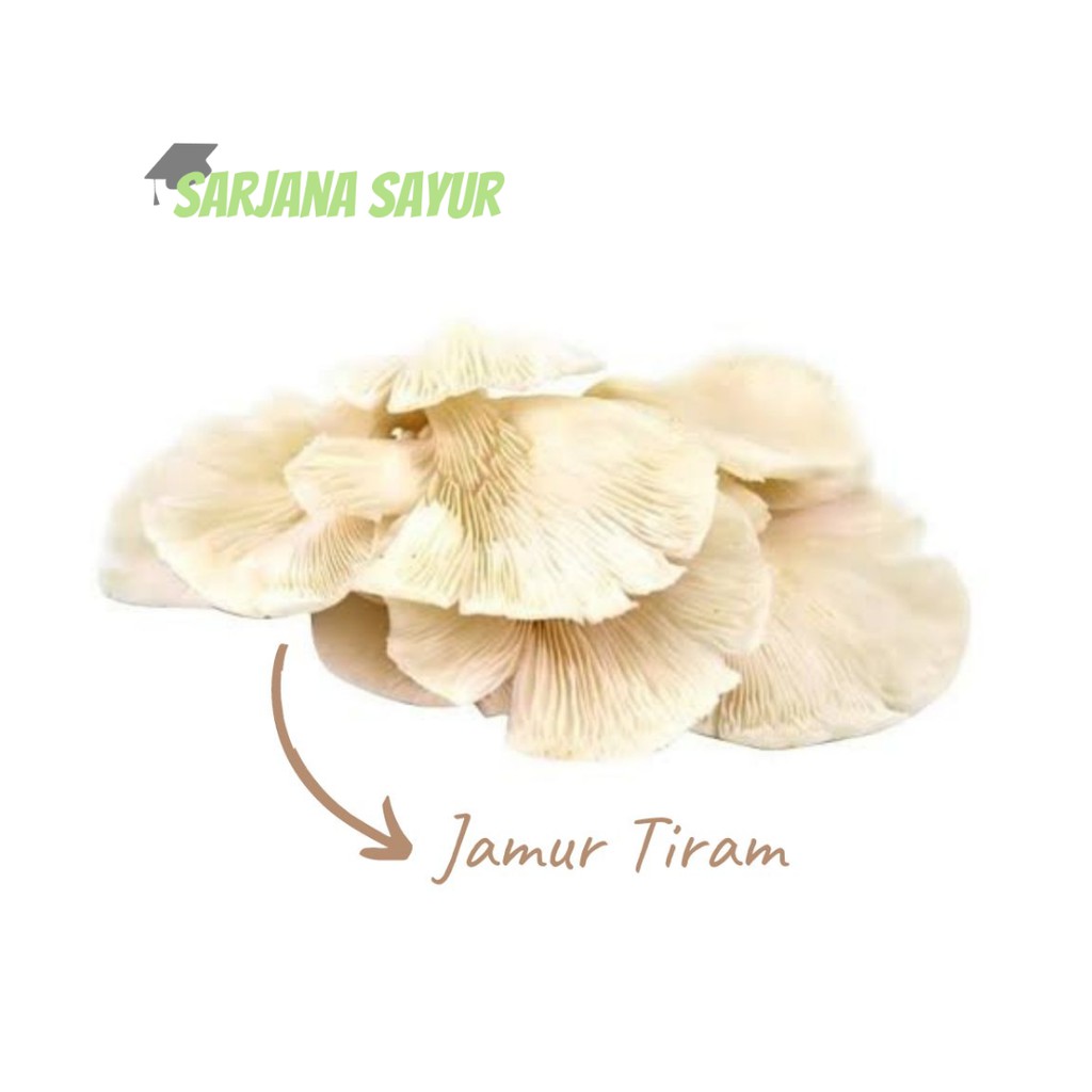 

Jamur Tiram / Sarjana Sayur