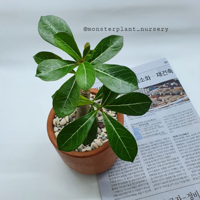 Tanaman Hias Adenium atau kamboja Mini dengan Pot Tanah Tanaman Hias Adenium atau kamboja Mini dengan Pot Tanah