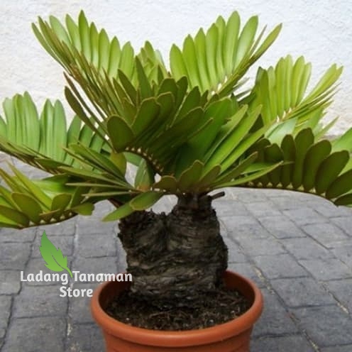 tanaman hias zamia furfuracea