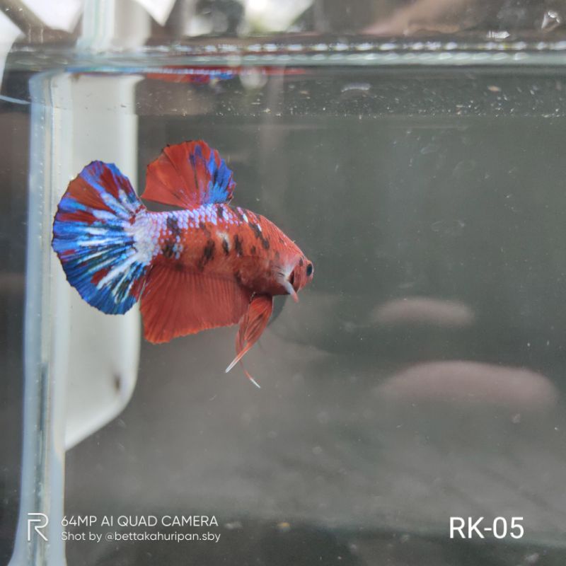Realpict Ikan Hias Cupang Red Koi Galaxy Murah Cupang Betta RK-05