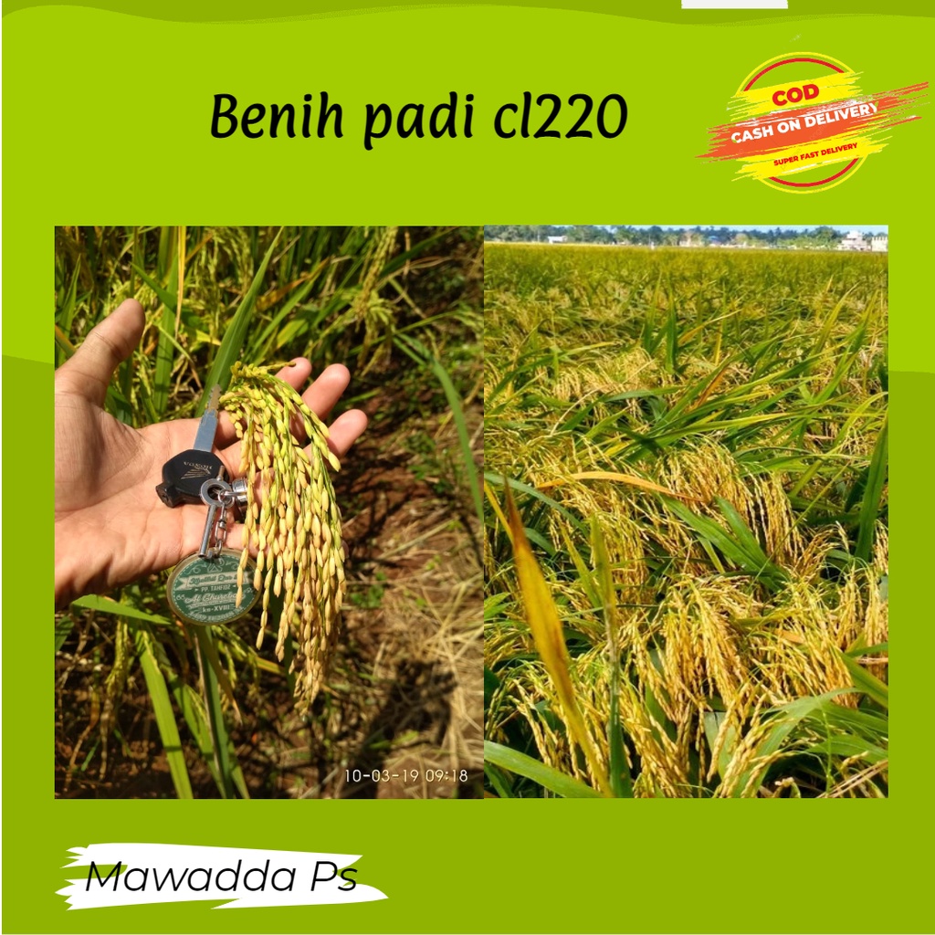 Biji Padi Unggul bibit padi CL220 5 kg