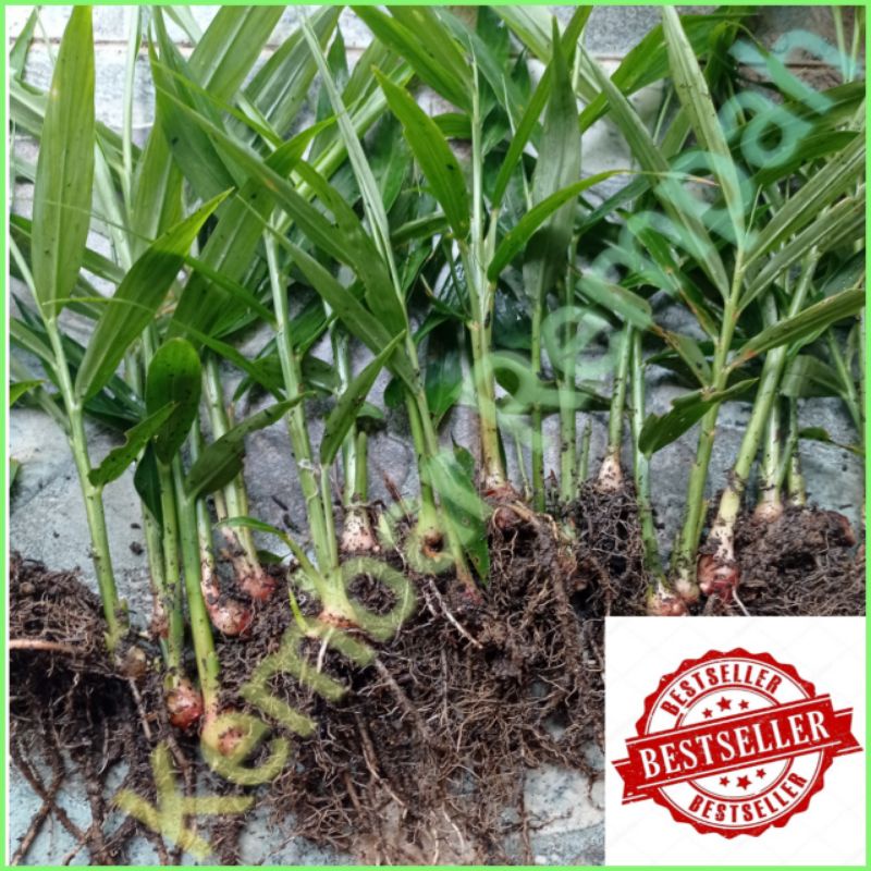 BIBIT JAHE MERAH SUPER SIAP TANAM