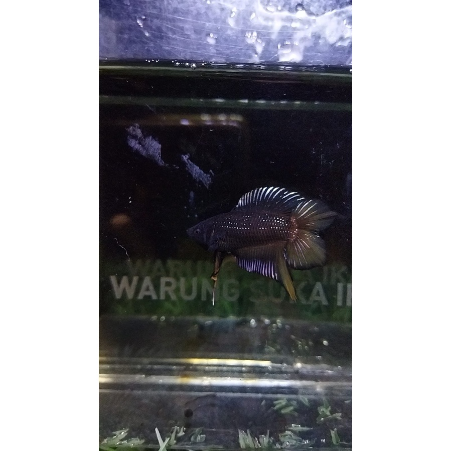 CUPANG PLAKAT DOUBLE TAIL/DTPK/PKDT KUNCOP 100% REALPICT (88DTAVY2)