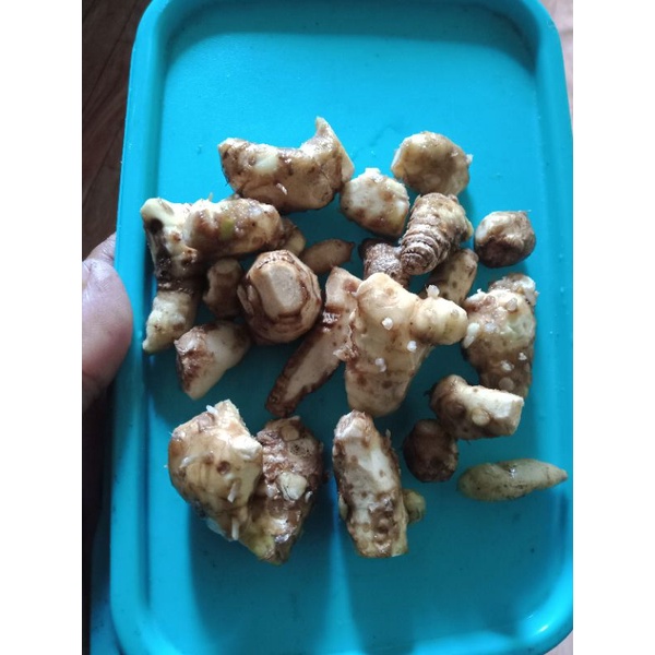 rimpang kunyit putih