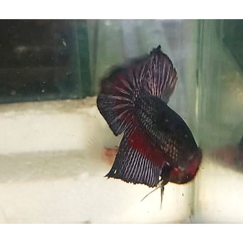 Ikan cupang plakat Cooper indukan