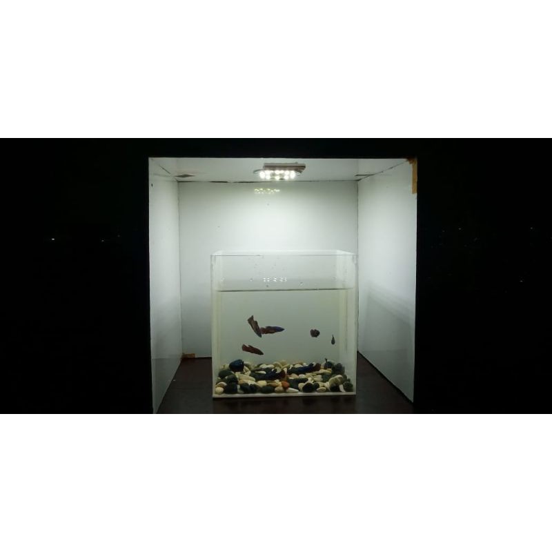 ikan cupang avatar gordon