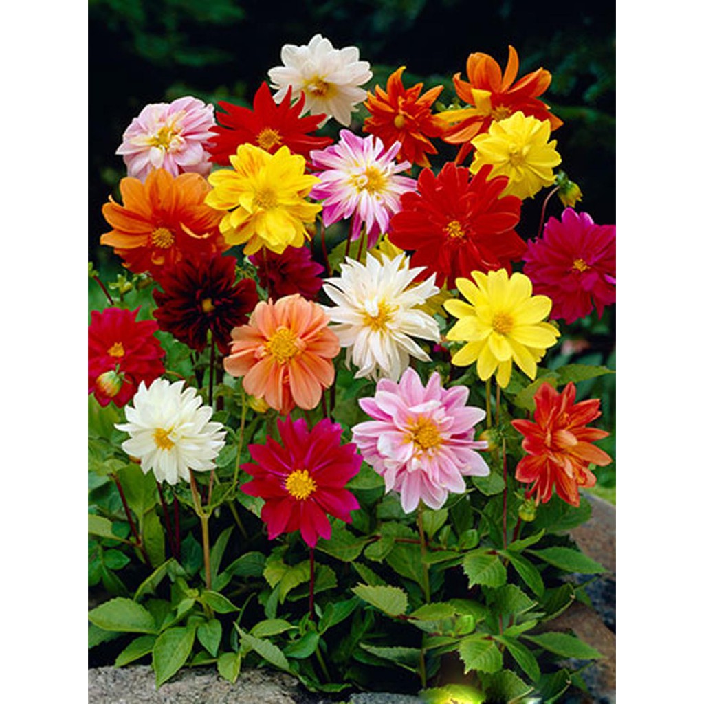 Biji Dahlia Unwins Dwarf Mix In Many Color - Bibit Tanaman Bunga Dahlia Unwins Dwarf Mix - COD