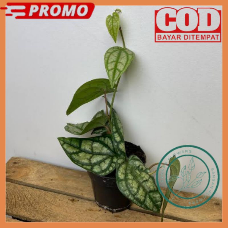 Tanaman Hias Sirih Perak / SIRIH PERAK / Piper Sylvaticum
