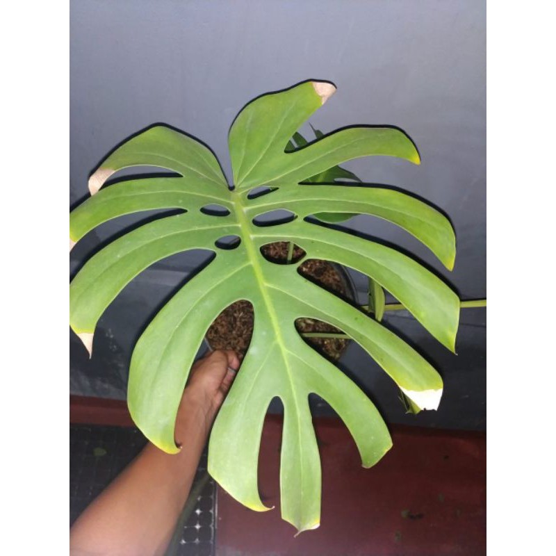 King monstera bonggol