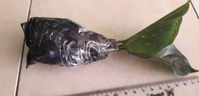 Aglonema Dut Anjamani