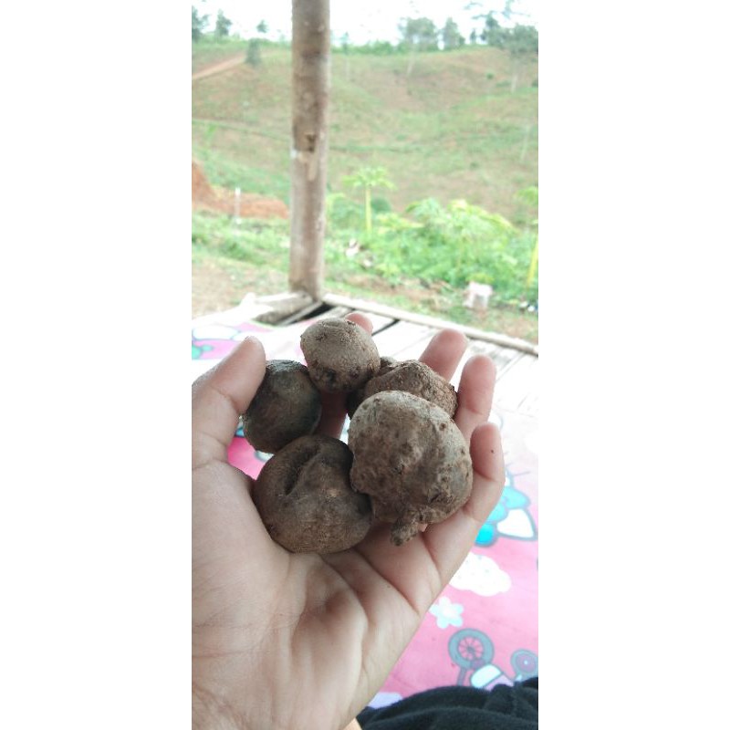 bibit porang katak super