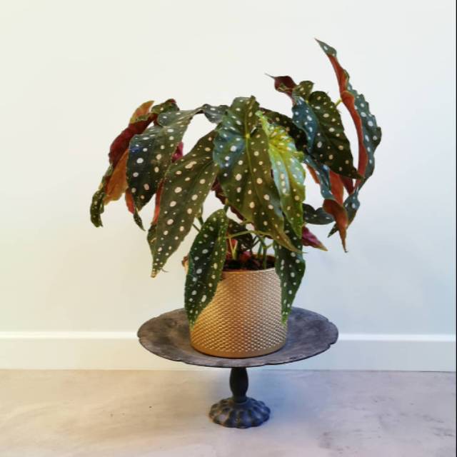Tanaman hias begonia maculata polkadot / tanaman hias begonia polkadot / tanaman begonia