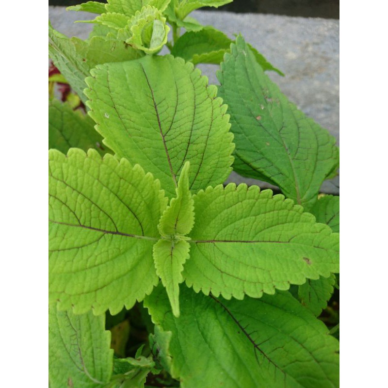 miana / bunga miana / tanaman hias