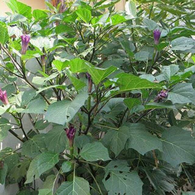 

DAUN KECUBUNG UNGU SEGAR25 lembar