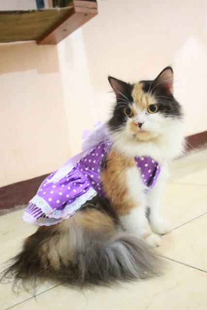 Dress ungu janda meow untuk kucing dan anjing size S M L XL / baju kucing murah kucing dan anjing