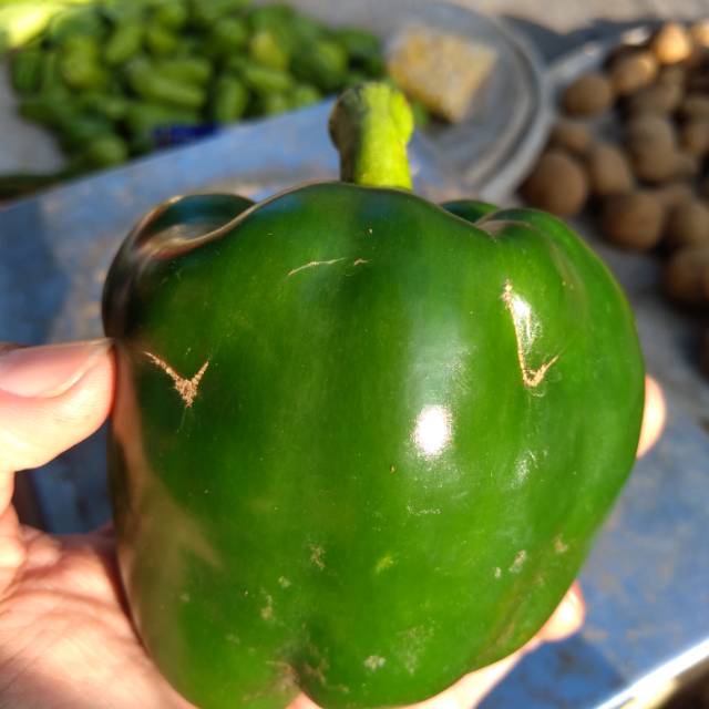

Paprika Hijau 1 buah / pcs