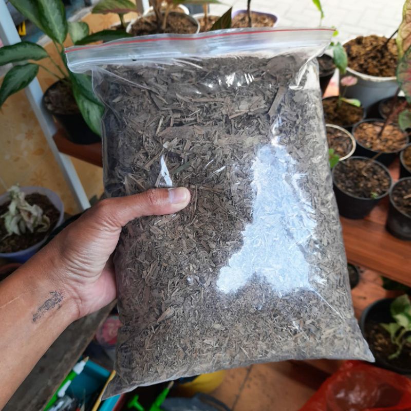 Daun Bambu Fermentasi