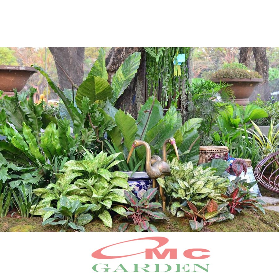 Daun Bahagia Sri Rezeki Rejeki Srirezeki Srirejeki Blanceng Balanceng Dieffenbachia 10-25 cm