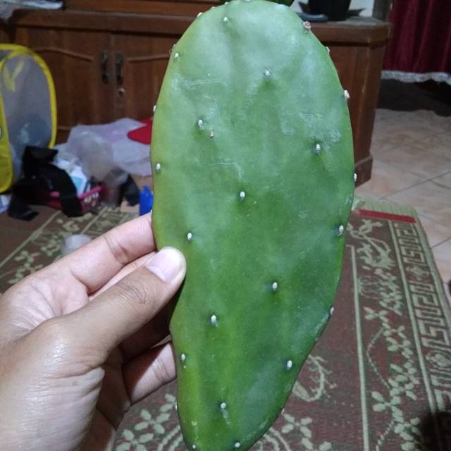 Kaktus centong kaktus gepeng jumbo