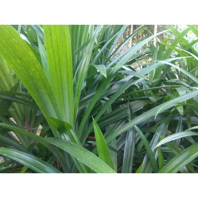 

daun pandan pewangi alami