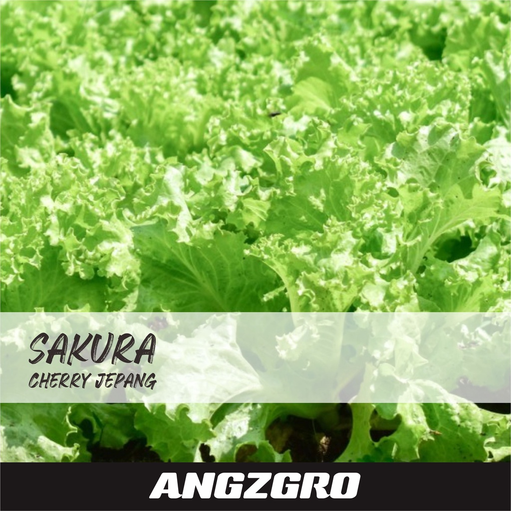 Benih Sayur Selada Air Hijau Karina Selada Burger 4 gr
