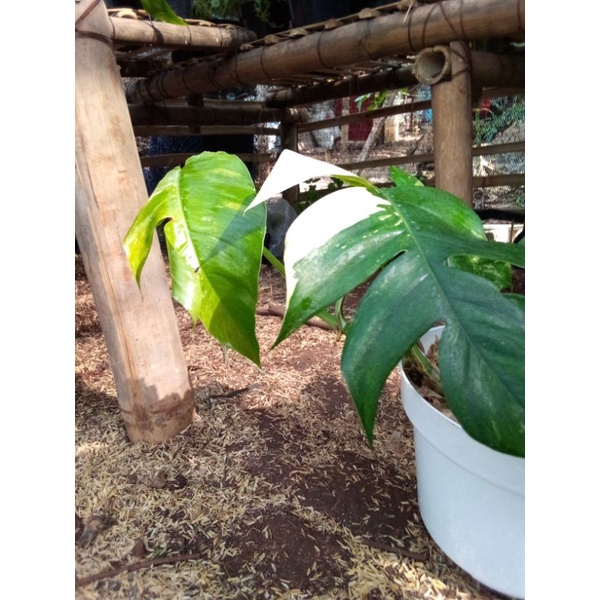 Philodendrom epipremnum pinatum variegata