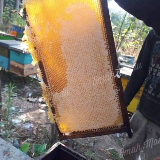 

madu sarang Kualitas A 500gr