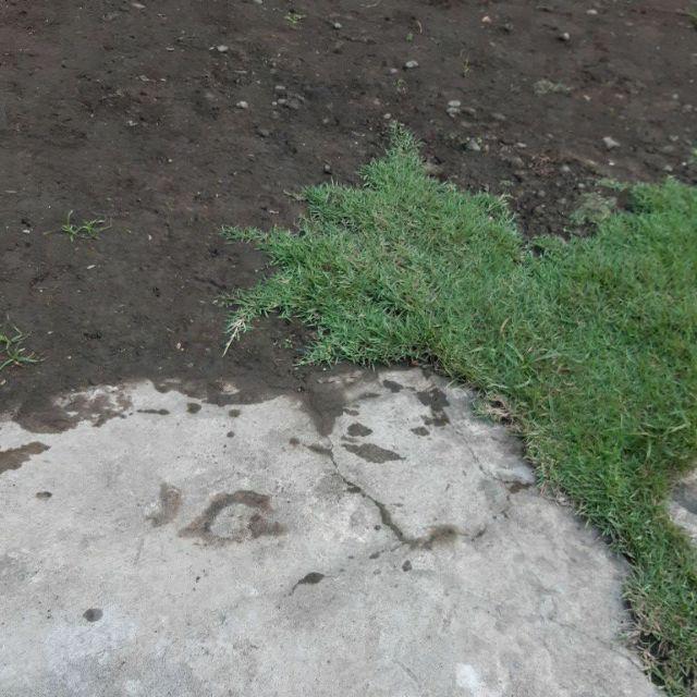 Ola Parfum - Alkohol Murni Absolute Super 96% Untuk Campuran Parfum